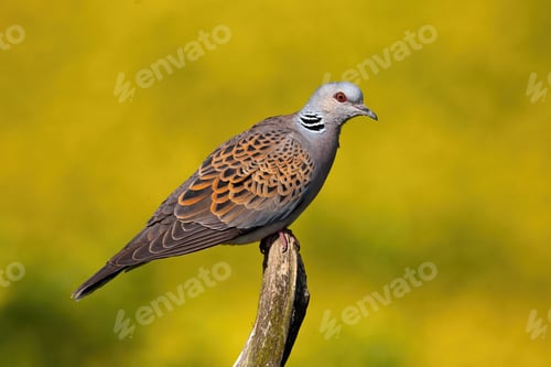 Preview: European turtle dove sitting on bough in summer nature