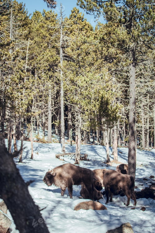 Preview: Buffaloes pasturing between trees and snow