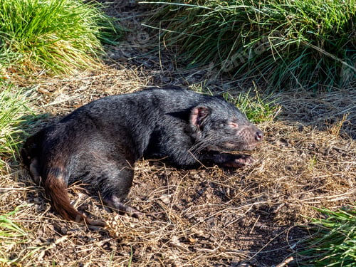Preview: Tasmanian devil in Tasmania, Australia