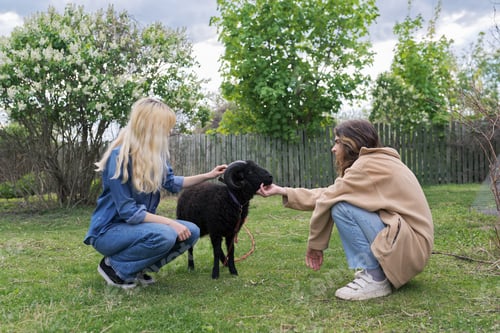 Vista previa: Rustic style, small animal farm, a couple of teenagers play touching a black ram