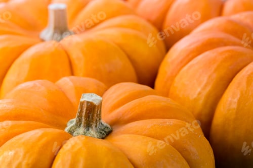 Preview: Pumpkins