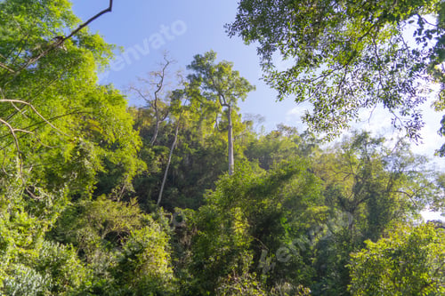 Preview: Lush green trees in tropical forest. Nature landscape background.