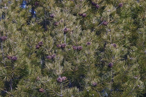 Preview: Lace-Bark Pine (Pinus Bungeana). Tree With Cones