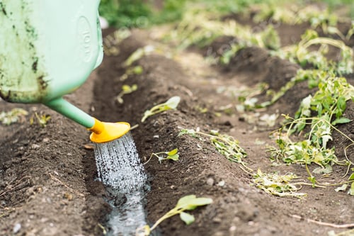 Preview: Woman watering young cabbage from a watering can