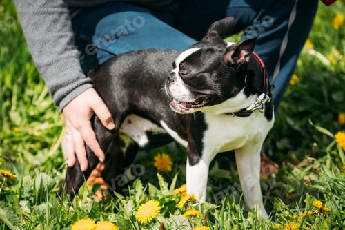 Preview: Funny Young Boston Bull Terrier Dog Outdoor In Green Spring Mead