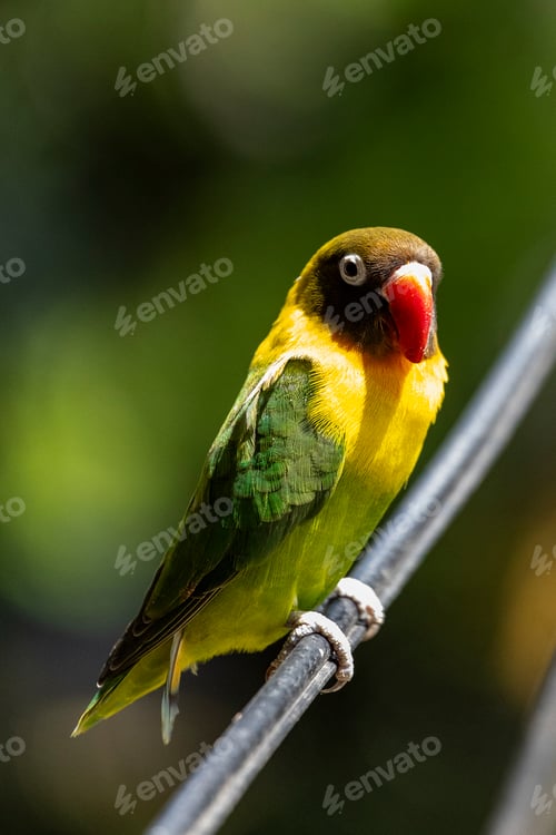 Vorschau: Grünflügeliger Lovebird thront auf Draht