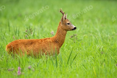 Preview: Interested roe deer buck looking aside on a green meadow in summer
