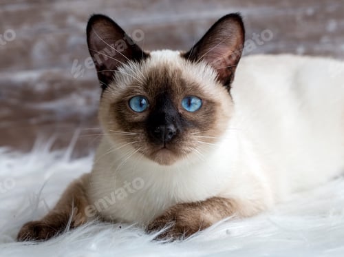 Preview: Cute kitten siamese cat indoor