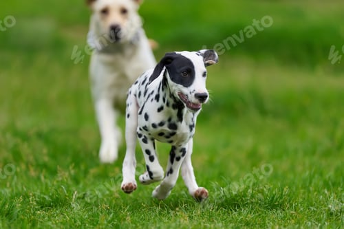 Preview: Dalmatian dog outdoors in summer
