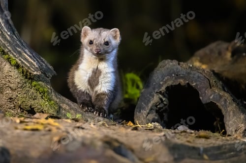 Preview: Stone marten in darkness