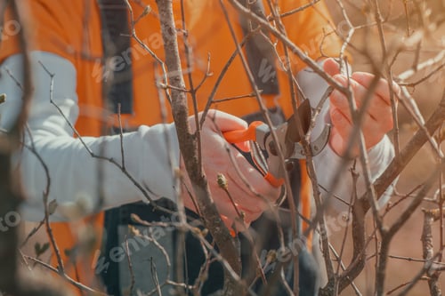 Preview: Female gardener cutting branches in cherry fruit orchard with pruning shears
