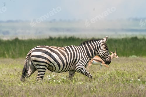 Preview: A zebra
