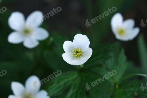 Preview: White flowers of Anemone close-up.