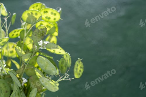 Preview: Green leafy background. Lunaria leaves. Dried flower plant.