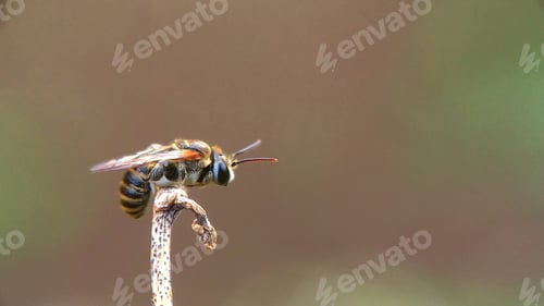 Preview: Halictus, nature background photo