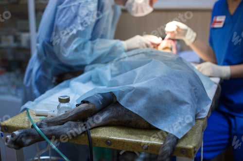 Preview: veterinarian makes surgery the dog. circumcision of the ears. the surgeon cuts the ears.