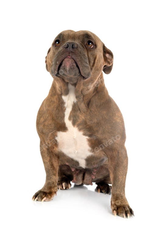 Preview: american bully in studio
