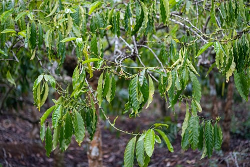 Preview: Coffee trees plantation. Organic coffee growing in tropical garden.