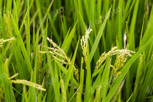 Preview: Close up of fresh raw green paddy rice farm