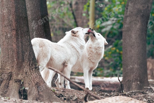 Preview: Playful white wolves in a forest setting.