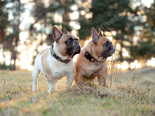 Preview: Two French Bulldogs standing on grass