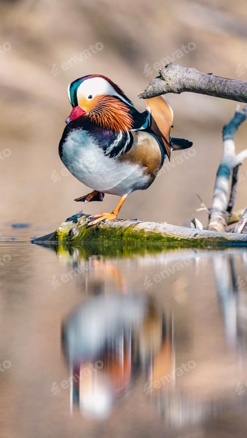 Preview: Vertical of a Mandarin duck perched atop a branch in a lake