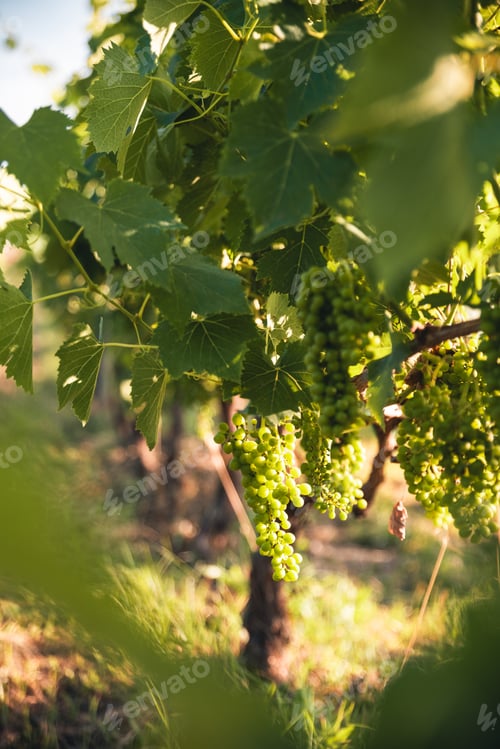 Preview: growing bunches of grapes for wine