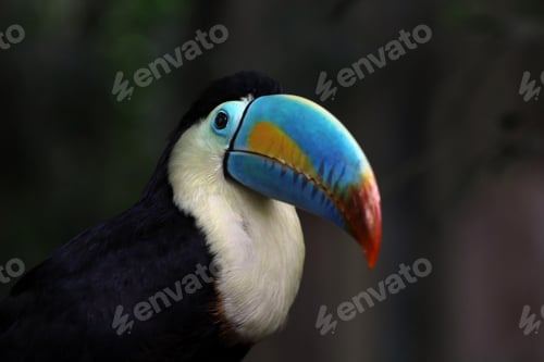 Preview: toucan, bird, colours, tropics