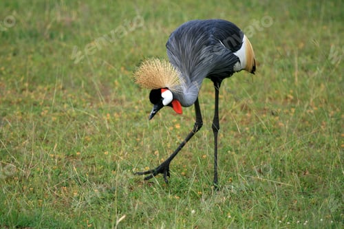 Preview: Crested / Crowned Crane, Uganda, Africa