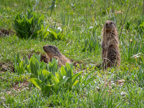 Preview: Closeup of a marmot in the Vercors in spring