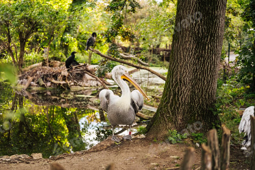 Preview: Pelican rest gracefully in a pond