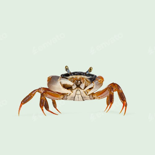 Preview: Small colorful crab with big claws standing on a light green background
