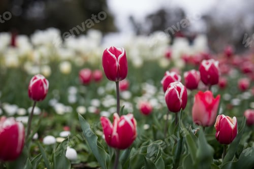 Preview: Tulips