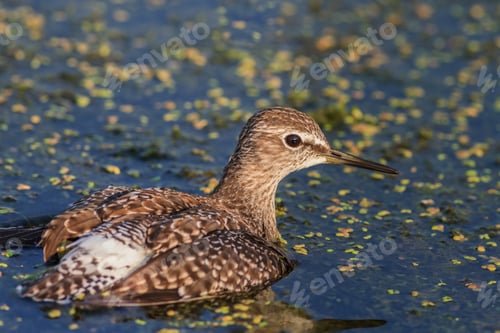 Preview: black tailed godwit
