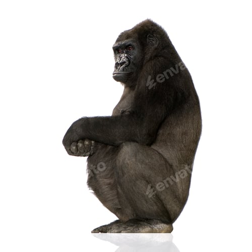 Preview: Young Silverback Gorilla