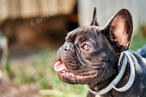 Preview: Close-up portrait of a dog, french bulldog in the garden