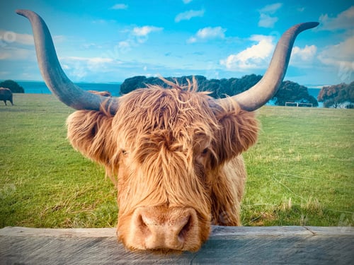 Preview: Bull resting head on fence