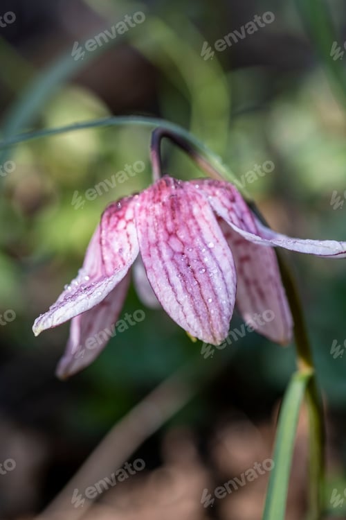 Preview: Pink Flower
