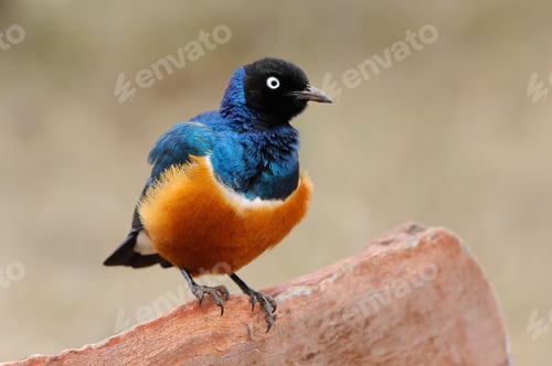 Preview: Colourful bird Superb Starling