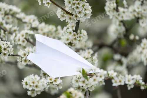 Preview: Peach blossom on white background and paper plane