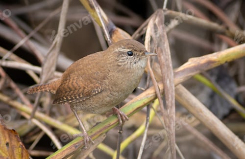 Preview: Eurasian wren, Troglodytes troglodytes. Close-up of a bird perched on a reed stalk by a river
