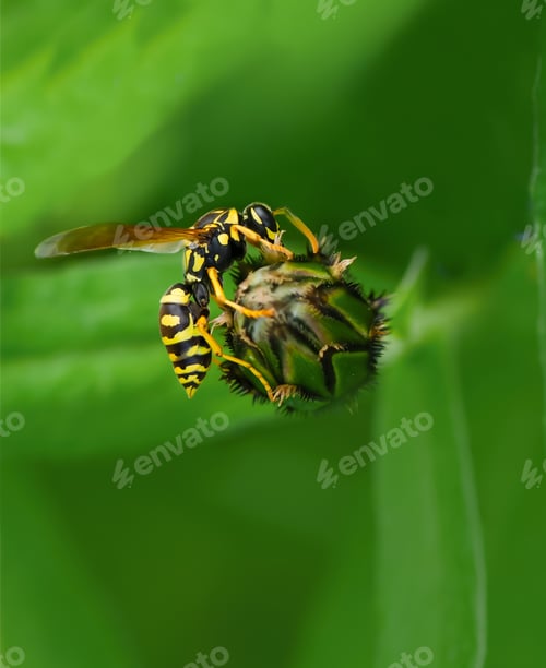 Preview: Wasp close-up on a cornflower bud against a background of green leaves.