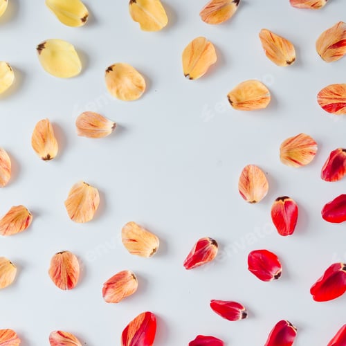 Preview: Colorful Tulip Petals Arranged on White Background