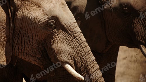 Preview: These majestic creatures need our protection