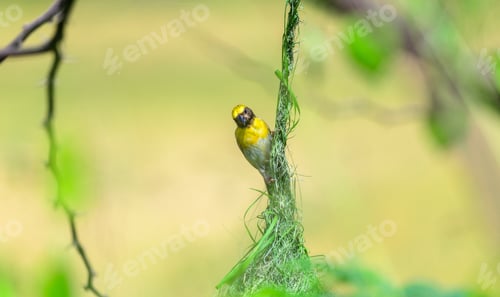 Preview: Baya weaver weaves a hanging nest while clinging to the slender top part of the nest