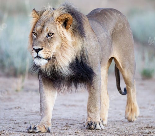 Preview: A Beautiful Namibia Wildlife Place in the World in Picture