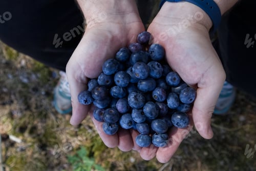 Preview: Man's hands hold blueberries picked from the bushes