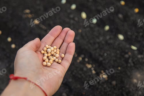 Preview: Sow seeds in the garden for rose gardens. selective focus.