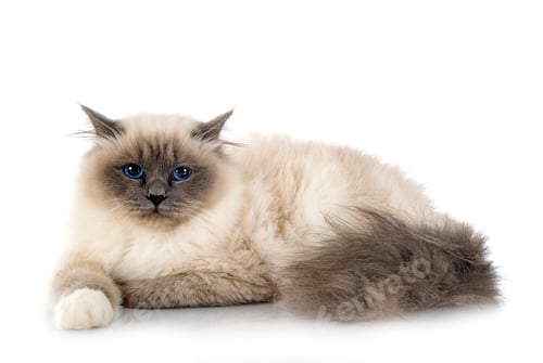 Preview: birman cat in studio