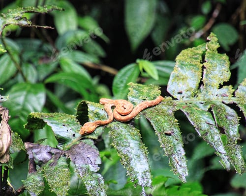 Preview: Eyelash viper resting on a tree branch in a tropical rainforest in Costa Rica